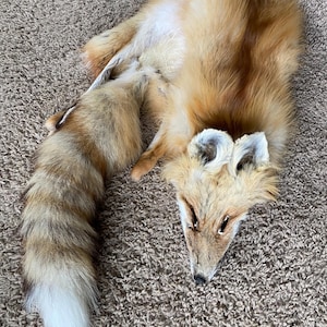 May include: A taxidermied red fox pelt, showing the full body with head and tail. The fur is a mix of reddish-brown, tan, and white, with a fluffy tail and detailed facial features. The fox is lying on a textured, neutral-toned surface.