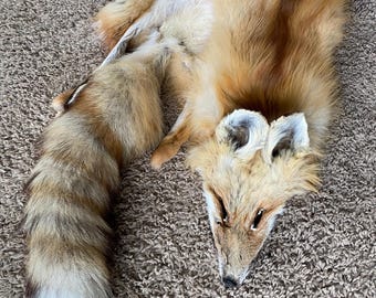 SELECCIONAR Piel de zorro rojo salvaje Piel natural Decoración de cabaña de troncos Arte Cueva del hombre Ruff de coyote