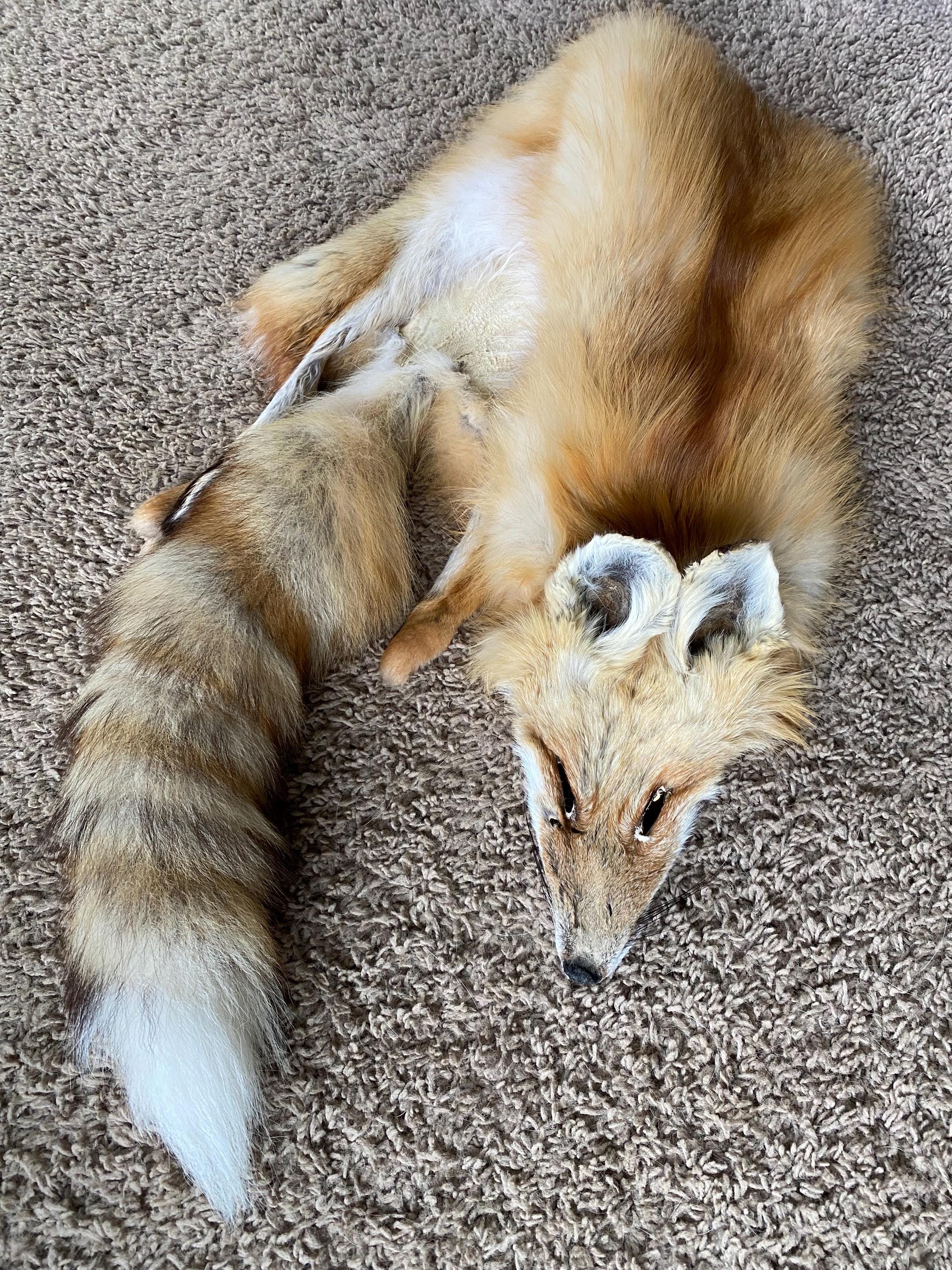 Red Fo Ruff Wild RED Fox Pelt Tanned Fur Natural Log Cabin Decor Art Man Cave ...