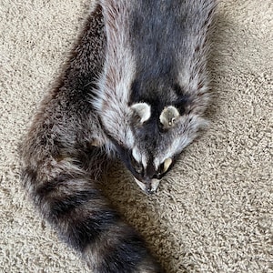 May include: A taxidermy raccoon pelt featuring a thick coat of dark brown and silver-tipped fur. The head displays the characteristic black eye mask and white facial markings, while the long, bushy tail shows distinct dark brown and black rings.