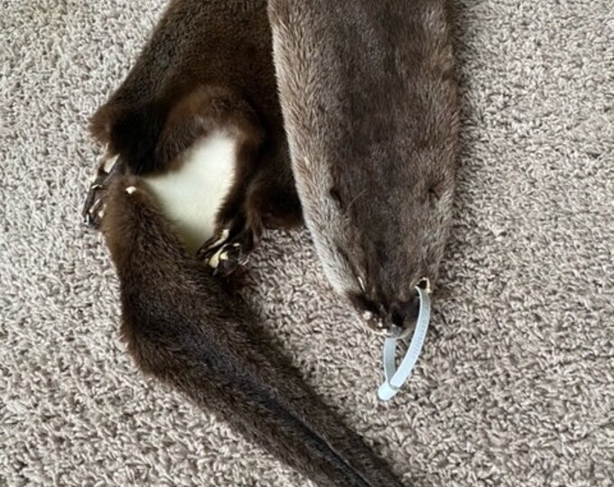 North American River Otter Pelt W/feet Tanned to Perfection Log Cabin