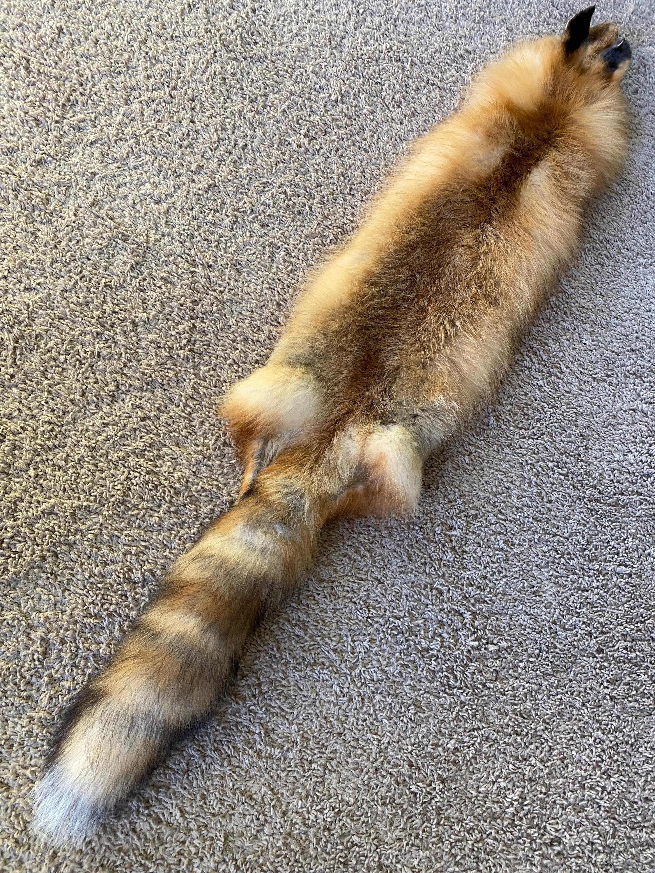 Red Fo Ruff Wild RED Fox Wild Pelt Fur Natural Log Cabin Decor Art Man Cave Coyote ...
