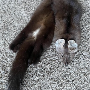 May include: A dark brown fur stole featuring the preserved head of a small animal with visible ears and eyes. The long, slender body of the fur piece extends downward, showcasing a dense, soft texture and a lighter patch of fur near the midsection.