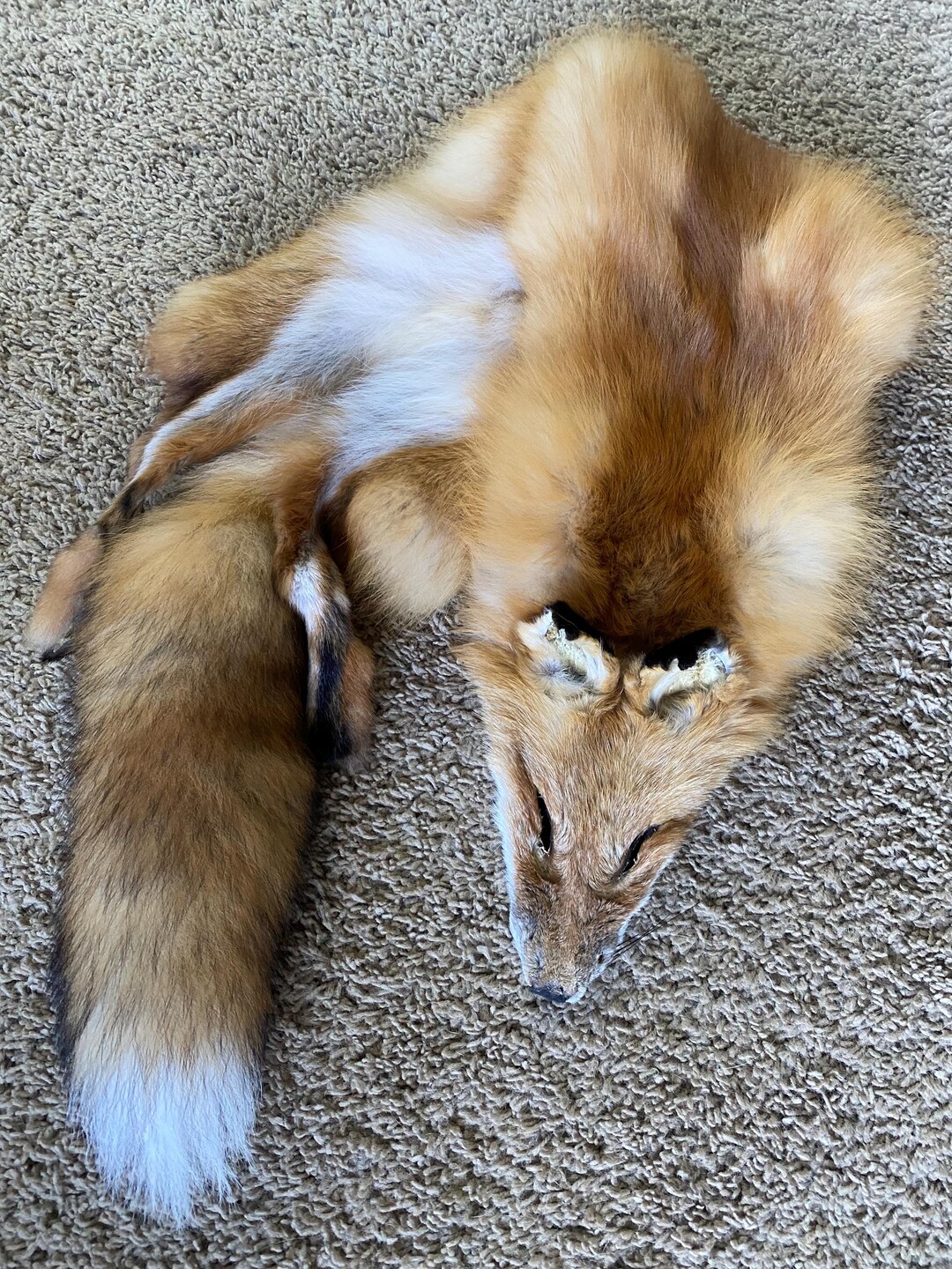 Red Fo Ruff SELECT Wild RED Fox Wild Pelt Fur Natural Log Cabin Decor Art Man Cave ...