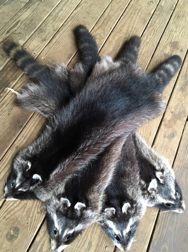 Raccoon Pelts Log Cabin Decor Man Cave Art Leather Fur Choice Etsy
