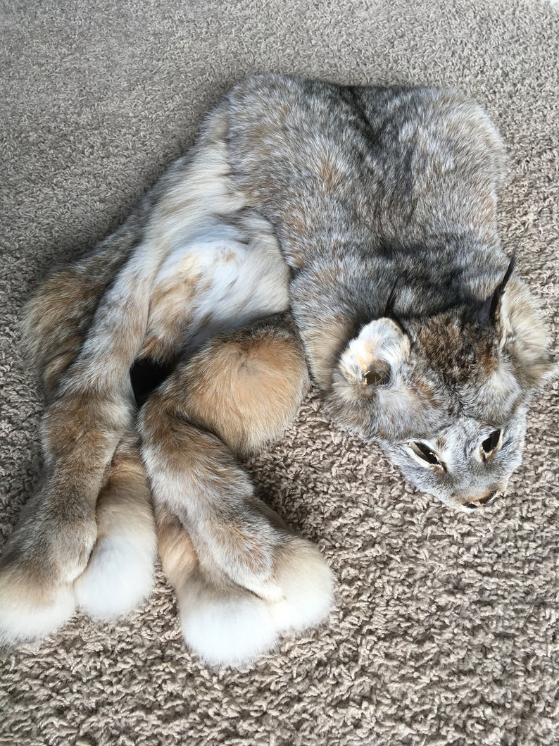 Canadian Lynx Pelt Fresh Tanned Thick Heavy Pelt Fur Hide Log Etsy