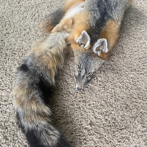 XL Gray Fox Select Pelt Fur Hide  USA Tanned High Quality Log Cabin Decor Rustic Man Cave Art Wild Country Furs