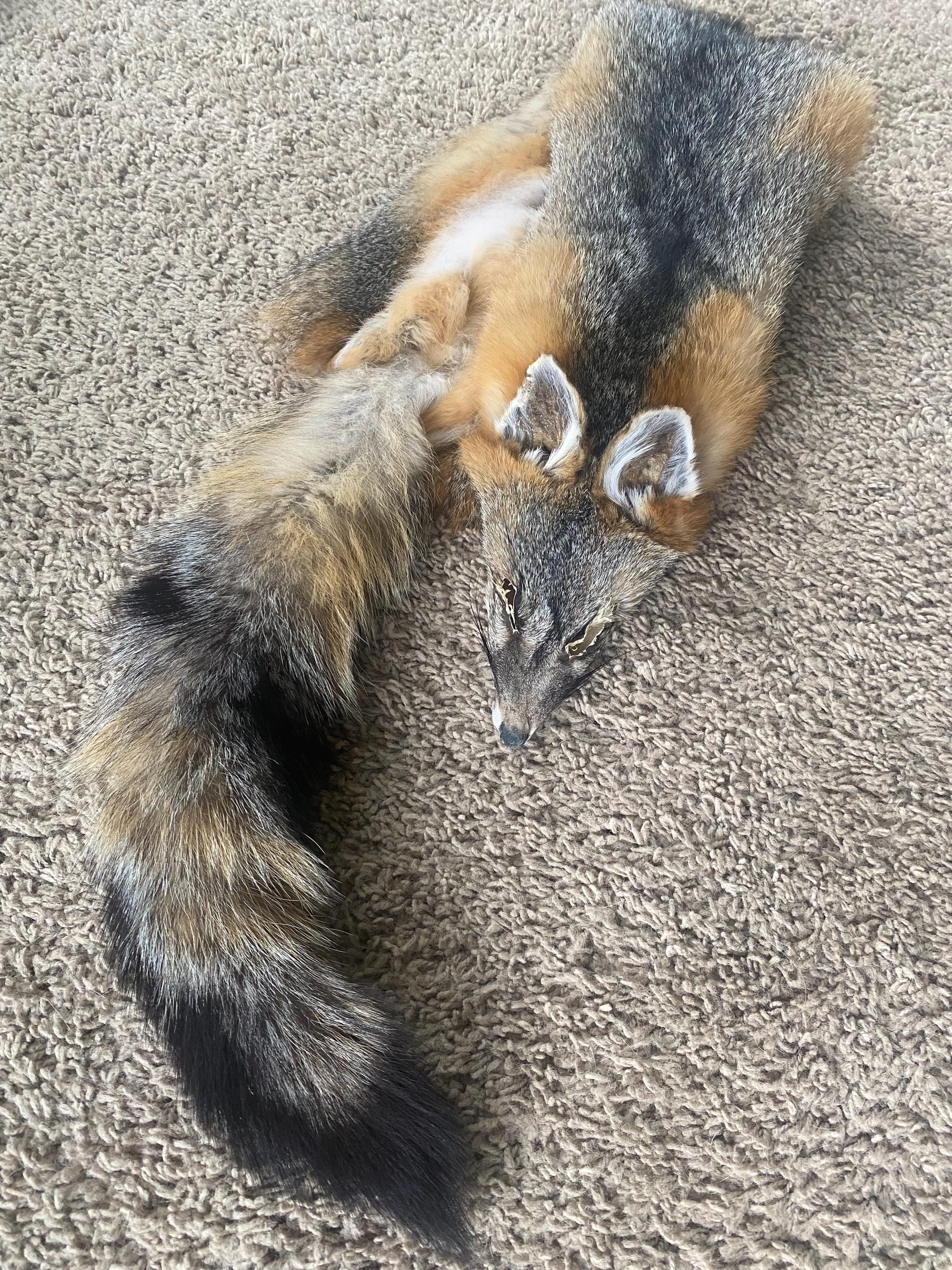 XL Gray Fox Select Pelt Fur Hide  USA Tanned High Quality Log Cabin Decor Rustic Man Cave Art Wild Country Furs
