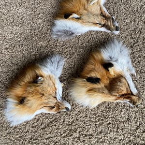 Wild RED Fox face fur tanned real