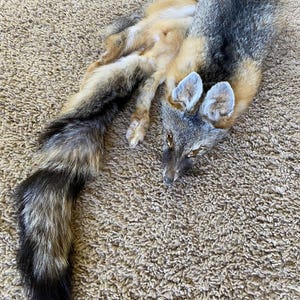 Gray Fox Select Pelt Fur Hide USA Tanned High Quality Log Cabin Decor Rustic Man Cave Art Wild Country Furs
