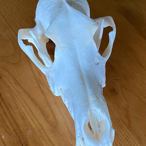 May include: A white animal skull viewed from above, showing the elongated snout, prominent sagittal crest, and wide zygomatic arches. The bone surface is smooth and clean, displaying the natural anatomical structure of the cranium.
