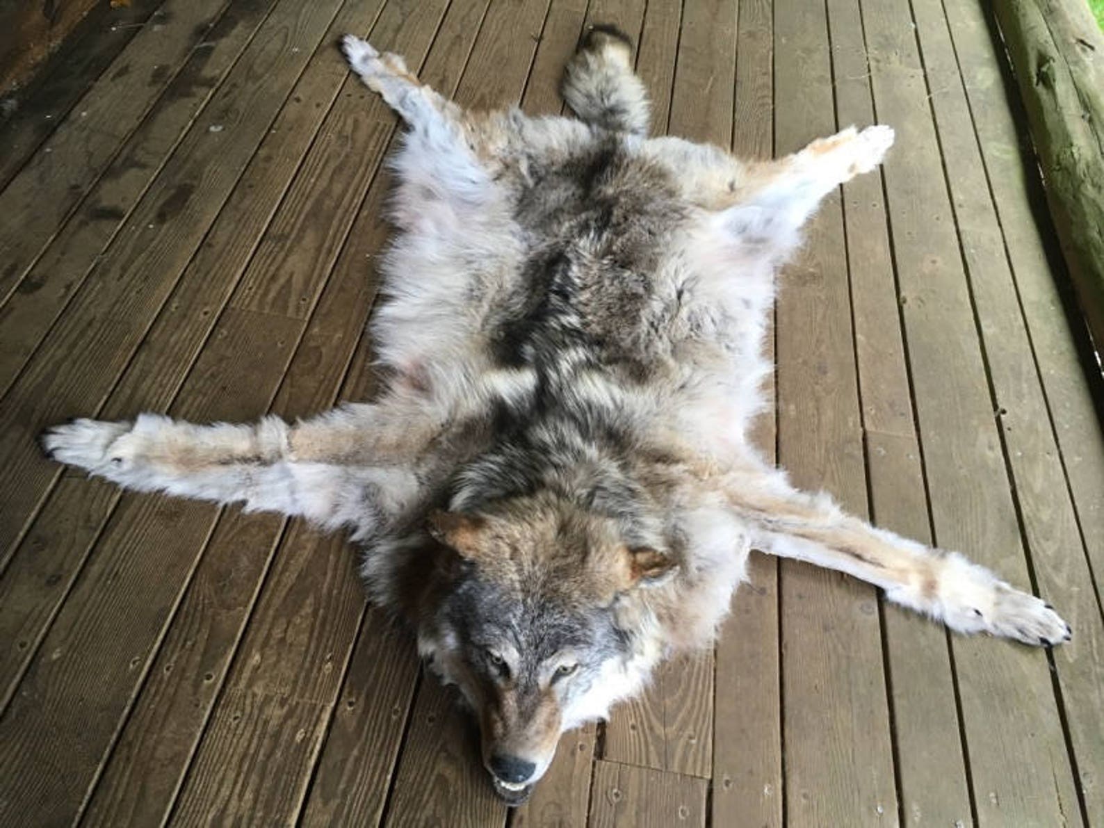 Timber Wolf Rug Taxidermy Log Cabin Decor Fur Pelt Hide Man Etsy