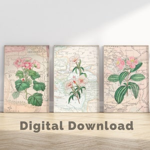 Botánico rosa vintage, conjunto de 3 grabados de pared botánicos, botánico vintage, arte de pared floral rosa, arte de pared sobre la cama, arte de pared de flores rosas