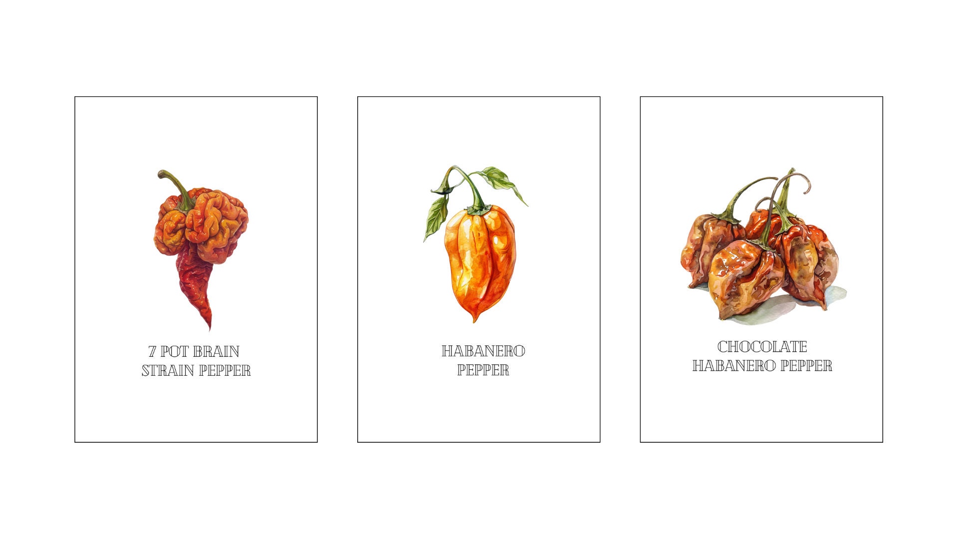 Watercolor, Poster, Chili Peppers, Interior, Design, Kitchen, Spices ...