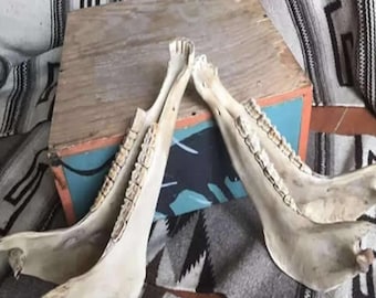 Quijada, Charrasca, cacharaina, charaina, horse jaw, percussion instrument, percussion instrument
