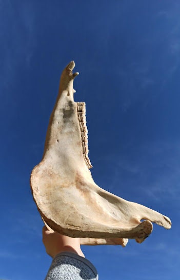 Quijada, Charrasca, Cacharaina, Charaina, Horse Jaw, Percussion ...