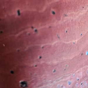 May include: Abstract close-up of a textured surface with a reddish-brown hue. The surface features small, dark spots and scattered light blue accents, creating a unique visual pattern. The overall effect is organic and fluid.