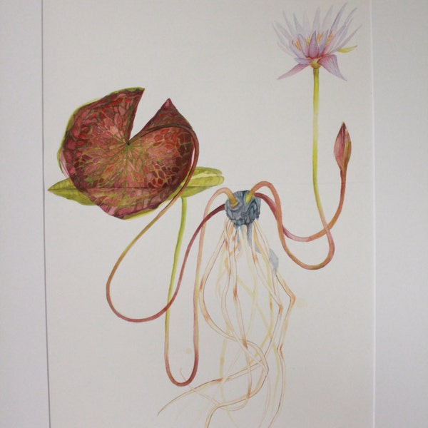 Botanical Watercolour painting/print