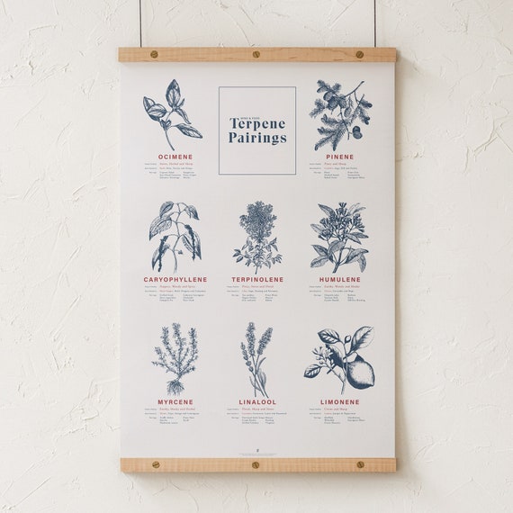 Primary Terpenes Chart