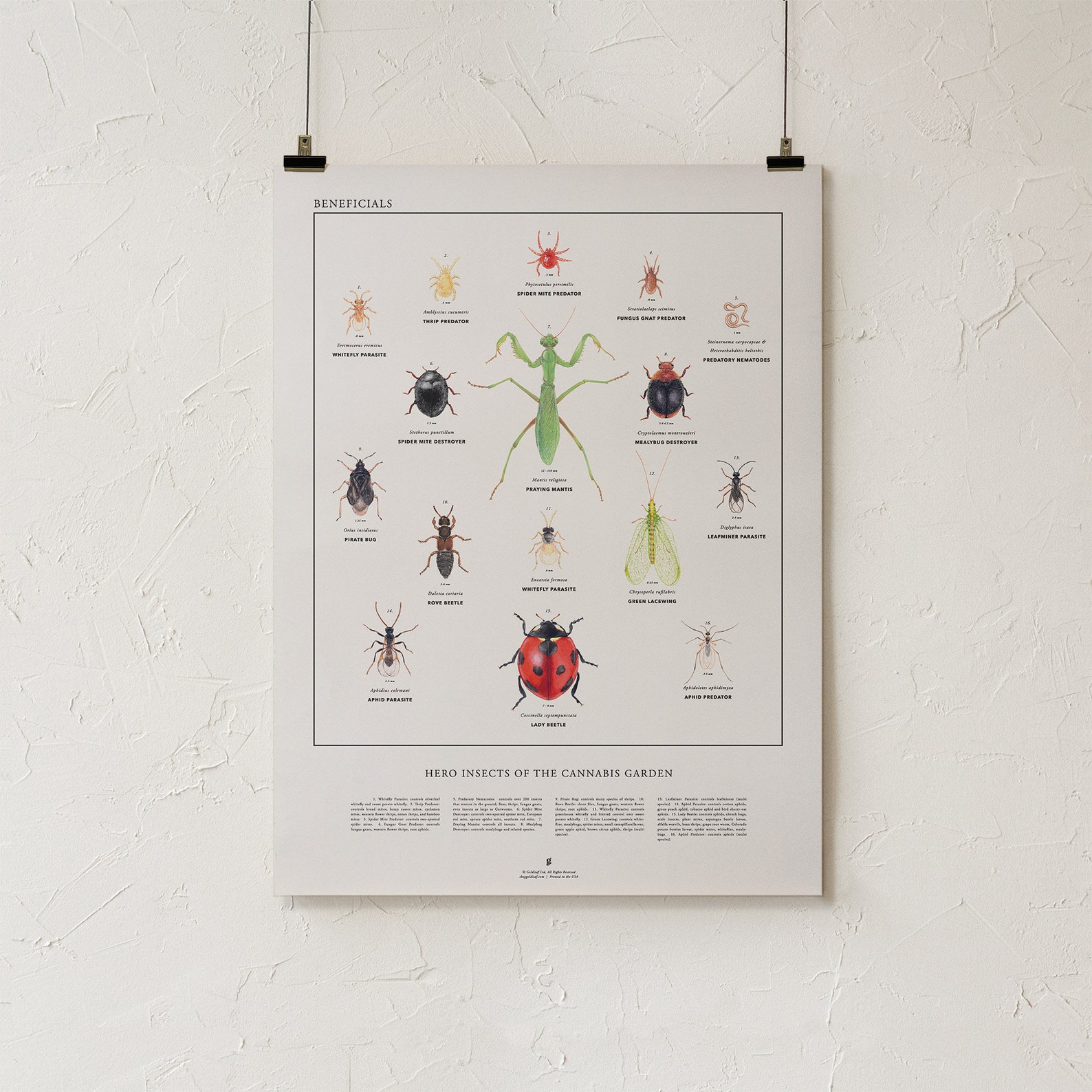 Beneficial Insects Heroes of the Cannabis Garden Poster Bug Etsy