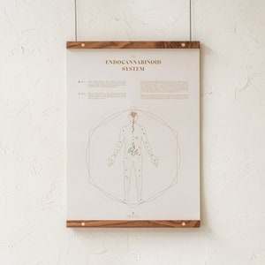 De kaart van het endocannabinoïdesysteem, ECS-anatomie illustratie afdrukken, medische marihuana-educatie, CB-receptorgrafiek, apotheekdecor door bladgoud