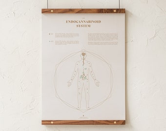 The Endocannabinoid System Map, ECS Anatomy Illustration Print, Medical Marijuana Education, CB Receptor Chart, Dispensary Decor by Goldleaf