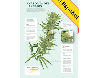 Impresión de la Anatomía de Cannabis de Goldleaf, Infográfico de la planta de Marihuana, Ilustración de Marihuana, Arte de pared de Goldleaf