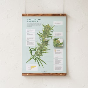 Anatomie van cannabis print, marihuana botanische illustratie grafiek, educatieve cannabis kunst, wietplant infographic door bladgoud