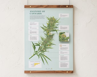Impresión de la anatomía del cannabis, gráfico de ilustración botánica de marihuana, arte educativo sobre el cannabis, infografía de la planta de marihuana de Goldleaf