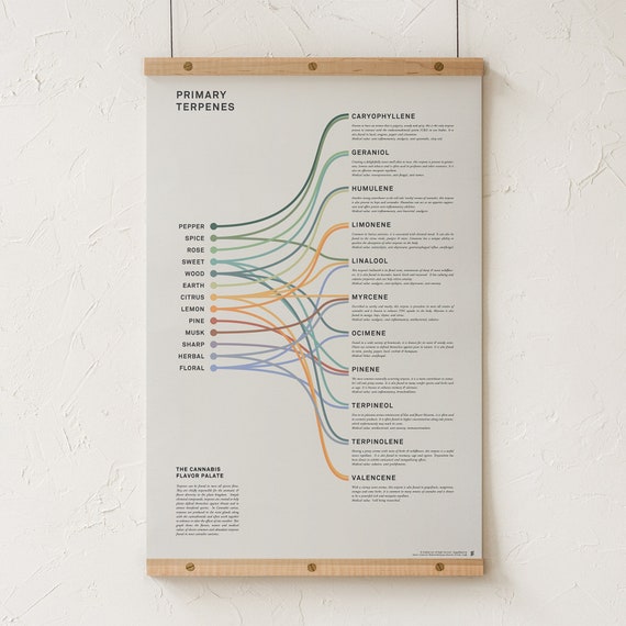 Primary Terpenes Chart