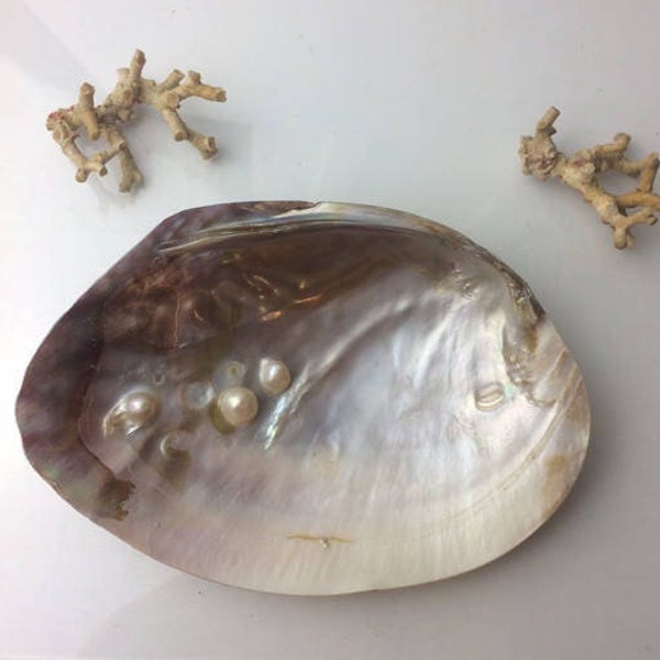 Perlenausternschale mit 3 bis 7 eingebetteten einheimischen Perlen – 15 bis 16 cm, 110 bis 115 g. Zur Räucherung, Aufbewahrung oder Dekoration.!