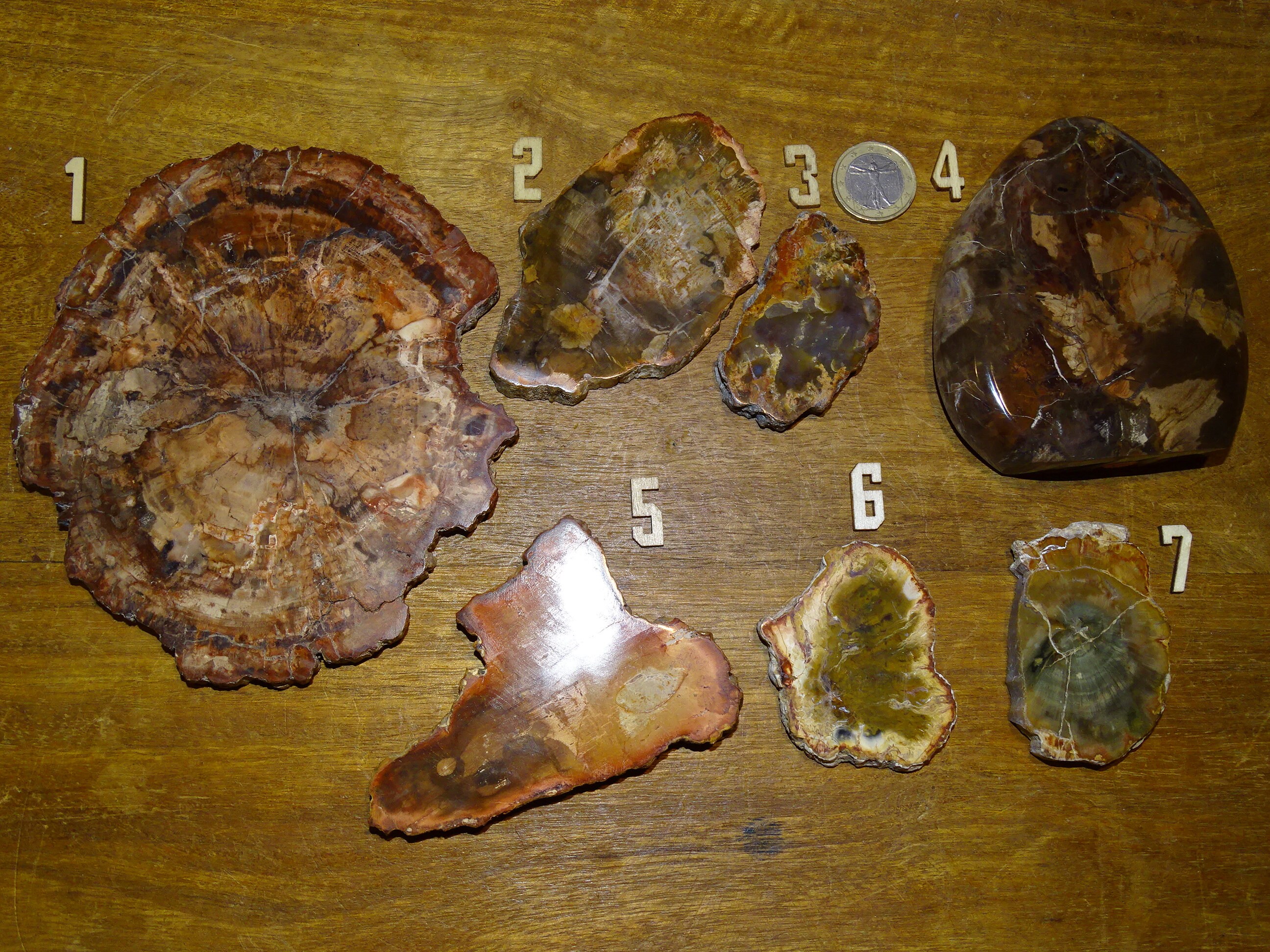 Bois Fossilisés, Sélection de Tranches Sciées Naturelles. Provenance Madagascar, Impressionant Phéno