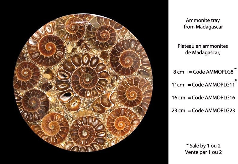 Sélection de Plateaux en Ammonites Madagascar, Différentes Dimensions 8 - 11 16 et 23 cm Peut Servir