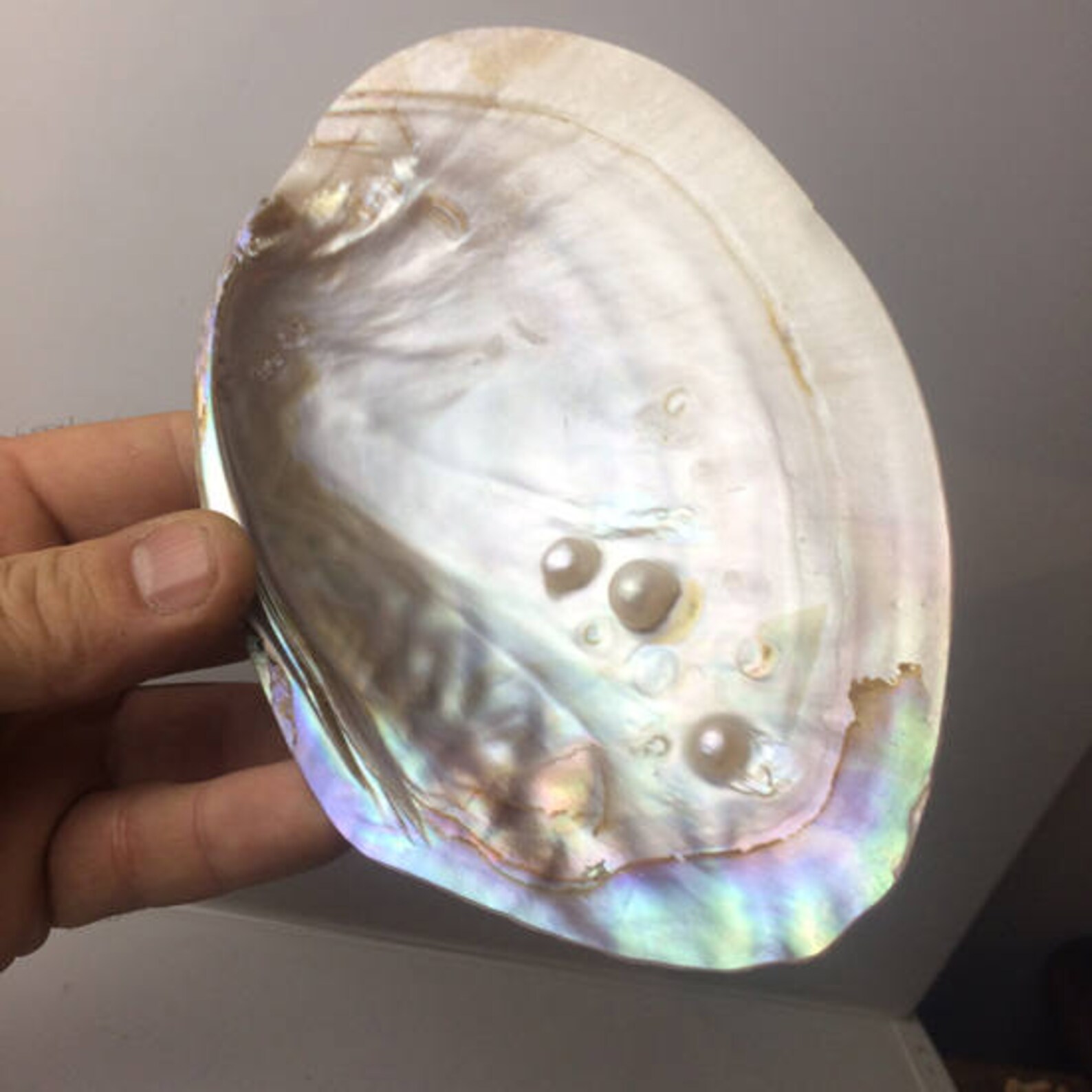 Abalone Haliotis or pearl oysters with 3 to 7 native beads Etsy