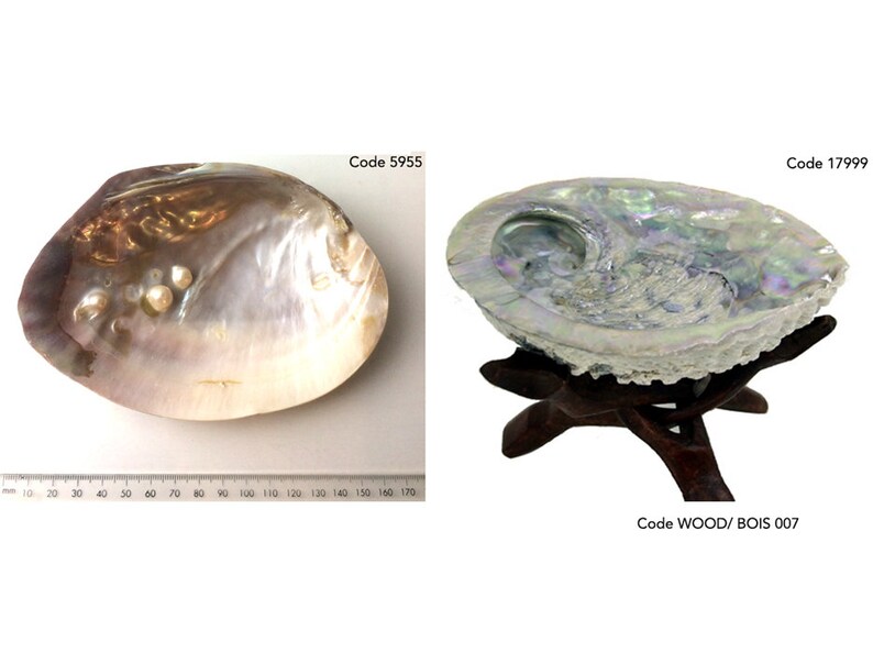 Abalone Haliotis or pearl oysters with 3 to 7 native beads Etsy