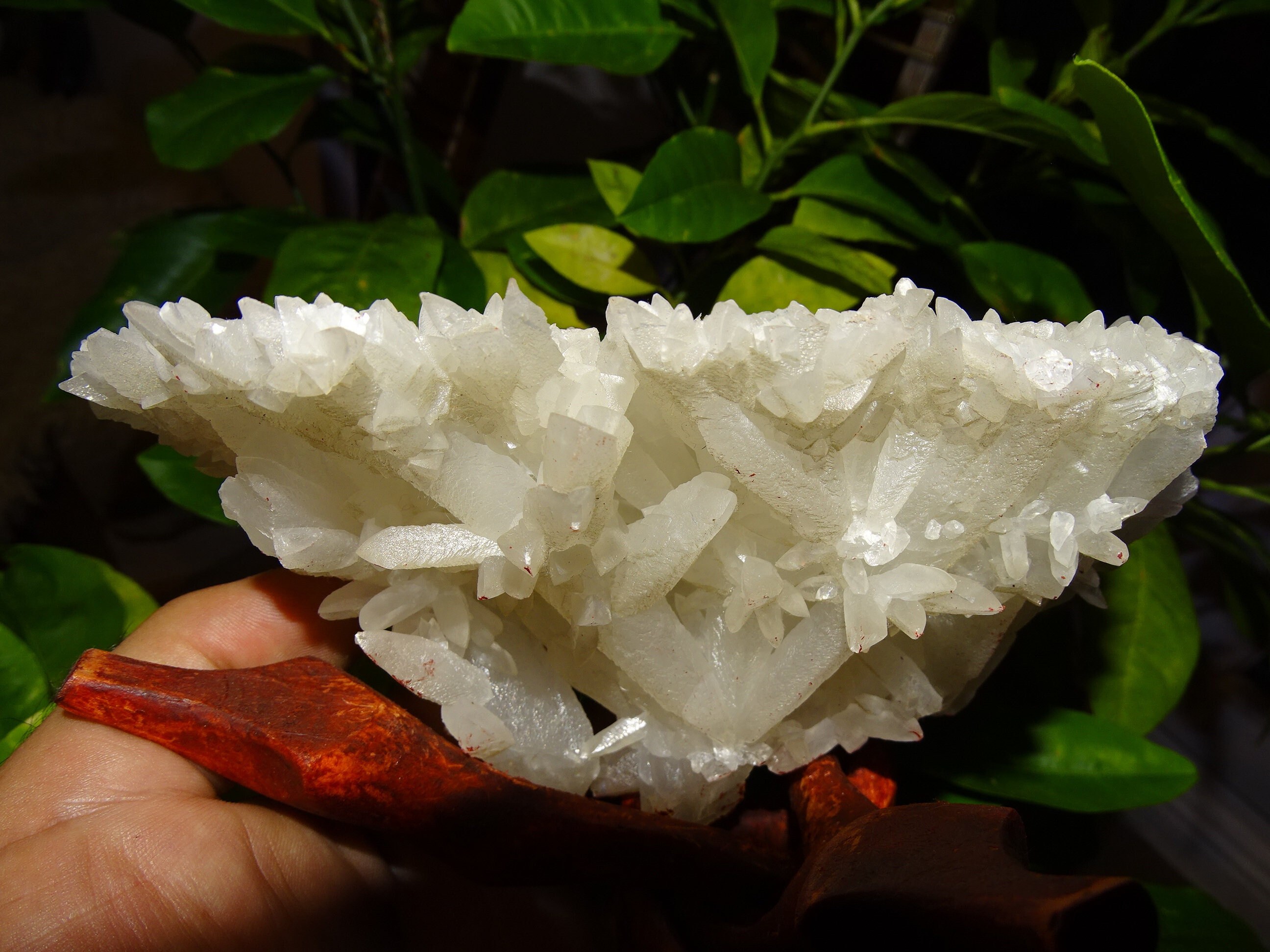 Calcite, Druse Naturelle, Pièce Rare, Extrait d'une Vieille Collection Française, Un Bouquet de Cris