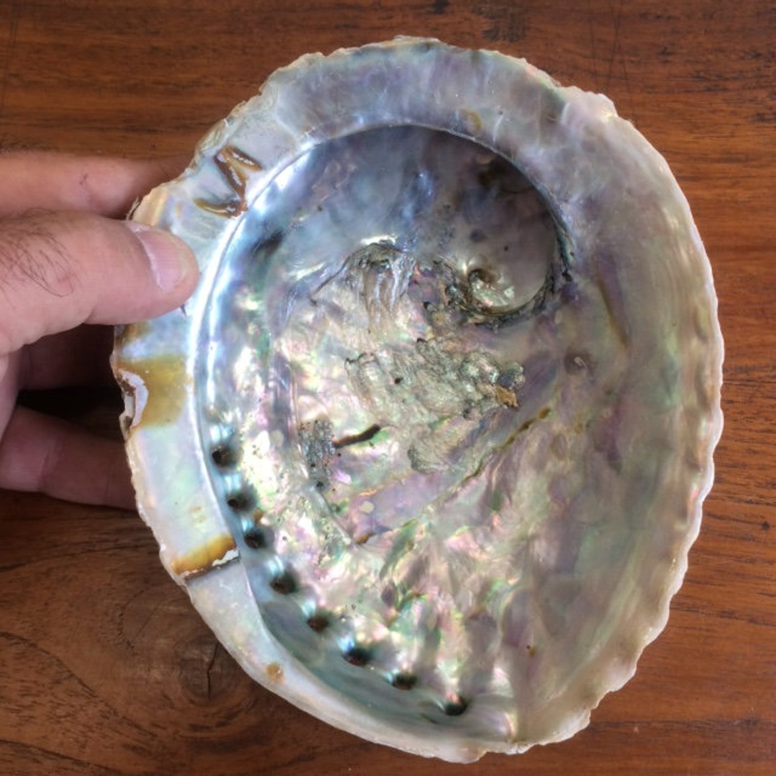 Abalone Haliotis or pearl oysters with 3 to 7 native beads Etsy