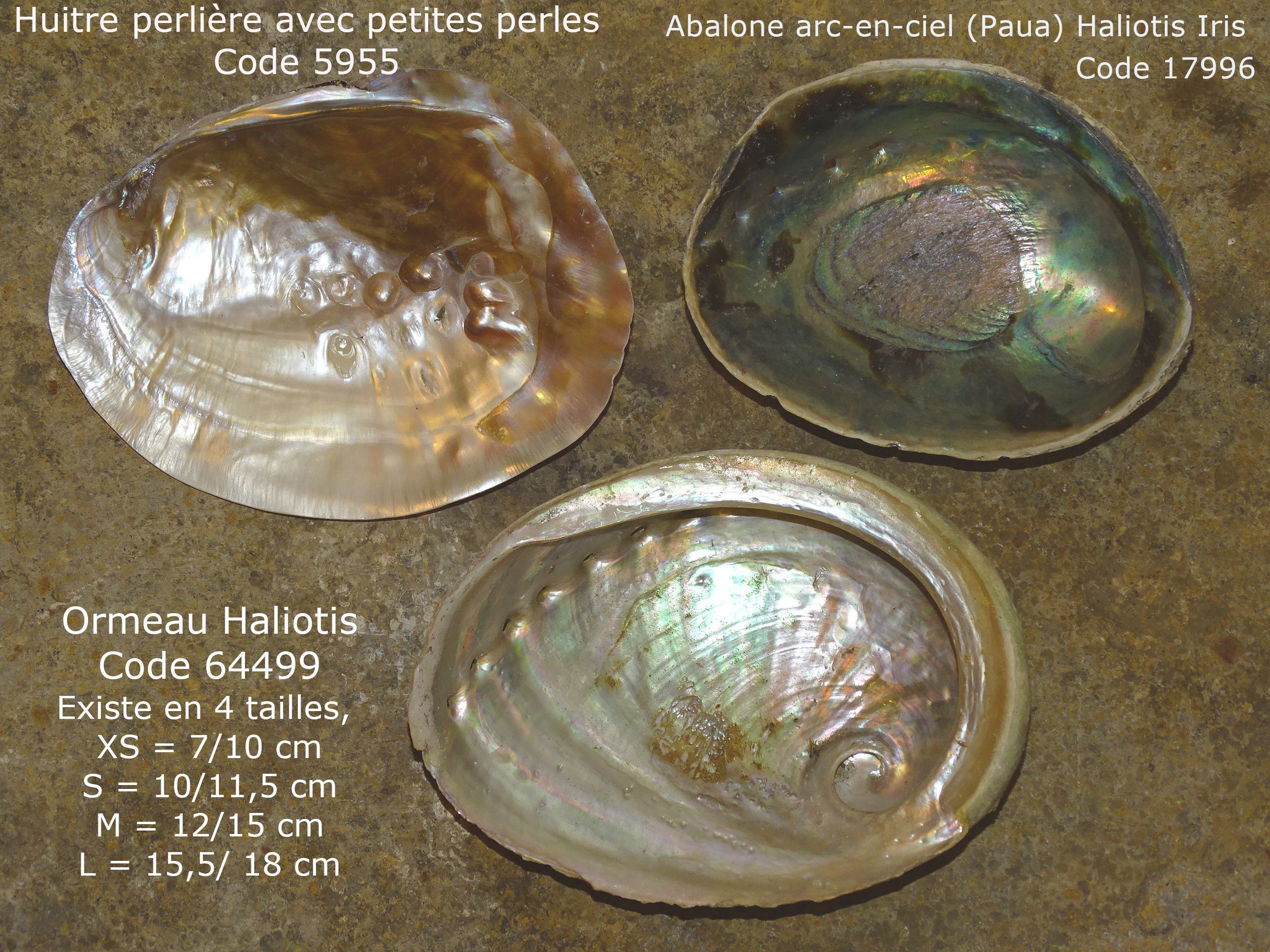 Coquille d'abalone Ormeau Haliotis/4 Tailles Au Choix de 7 à 18cm, Parfait Pour Fumigation d'encens,