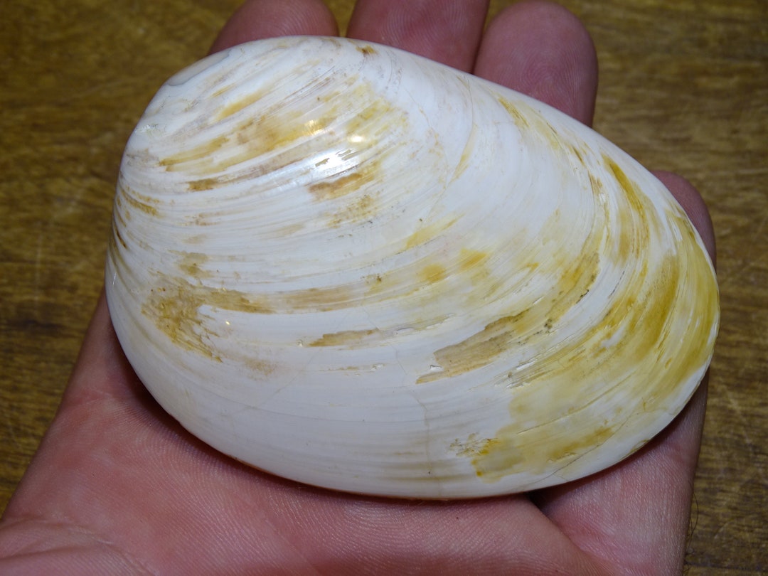 Fossil of Bivalve Clam Fossil mercenaria clam From Madagascar, Polished