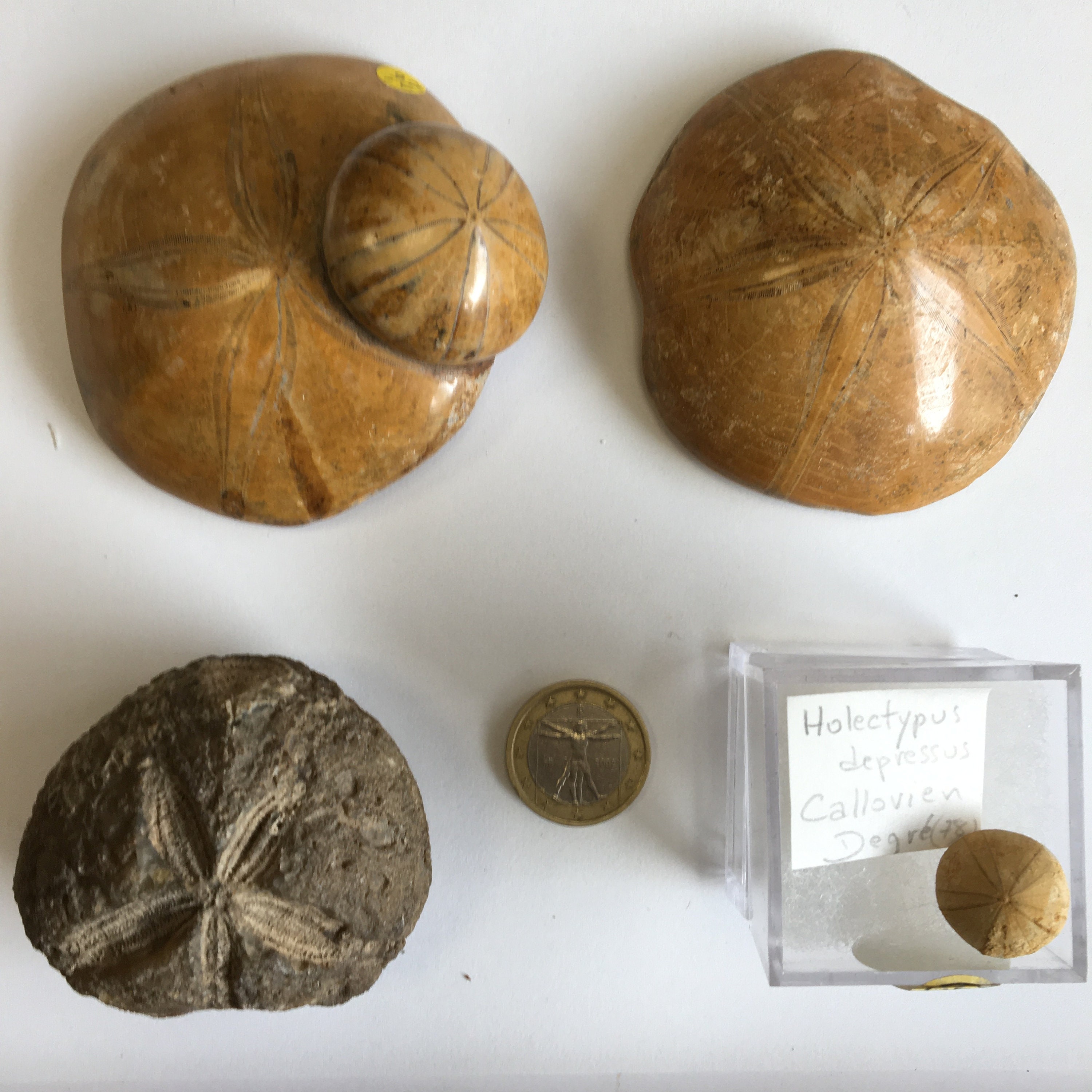 Fossile Naturel D Oursin Du Jurassique De Madagascar Etsy Finland