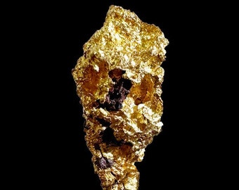 Pépite d'or natif d'Australie, mine "Laverton", très pure et très belle brillance, 1,64 grammes, 14 x6 x6 mm ,pour bijoux, collection, expo