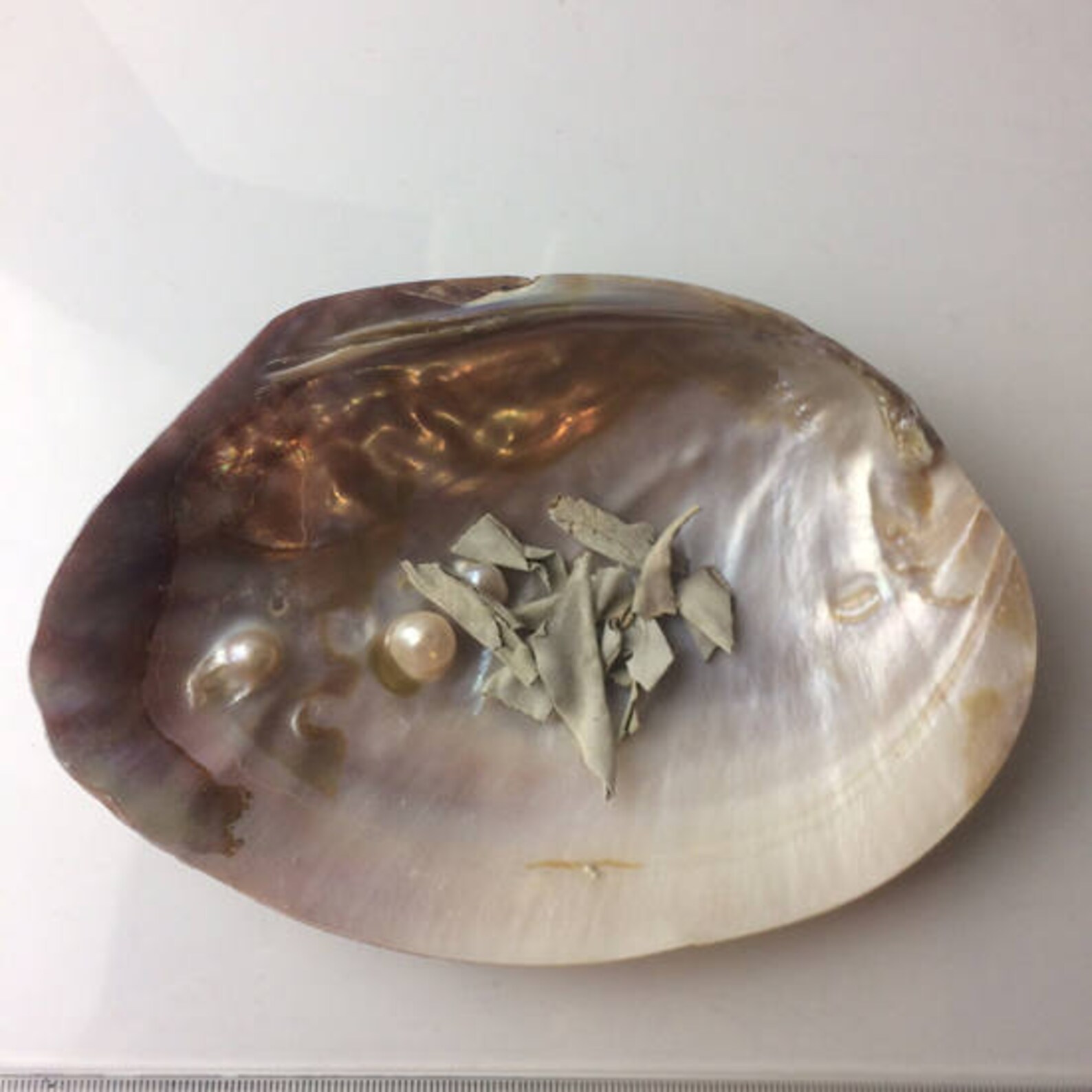 Abalone Haliotis or pearl oysters with 3 to 7 native beads Etsy