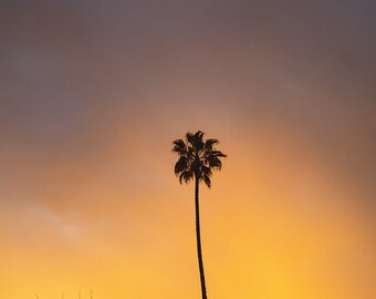 Palmier au coucher du soleil