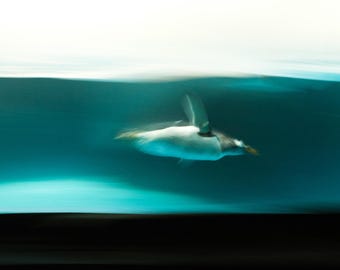Pingouin