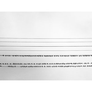 Birds on a Wire