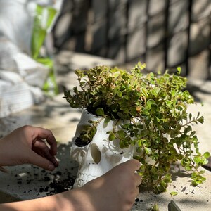 May include: A white skull-shaped planter filled with green leafy plants. The planter has detailed facial features and is placed on a concrete surface. The image shows a close-up of the planter with the plants spilling over the sides.