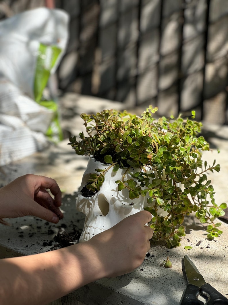 May include: A white skull-shaped planter filled with green leafy plants. The planter has detailed facial features and is placed on a concrete surface. The image shows a close-up of the planter with the plants spilling over the sides.