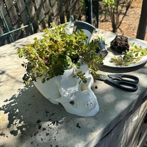 May include: A white skull-shaped planter filled with green plants. The planter sits on a concrete surface, with gardening tools and other small pots nearby. The skull has detailed facial features and is filled with lush greenery.