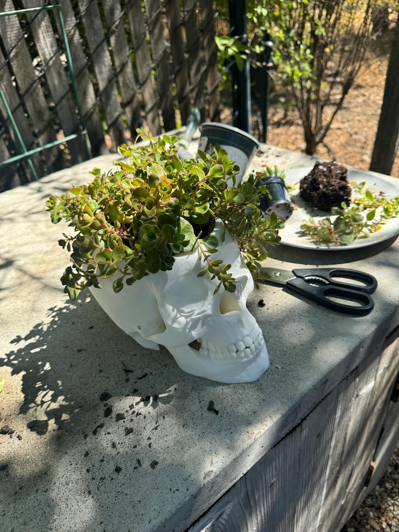 May include: A white skull-shaped planter filled with green plants. The planter sits on a concrete surface, with gardening tools and other small pots nearby. The skull has detailed facial features and is filled with lush greenery.