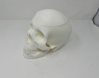 May include: A white ceramic skull with a removable top, perfect for storing small items.